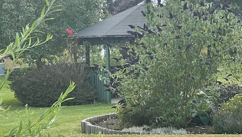 Bild på föreningens trädgård med blommor och grönska
