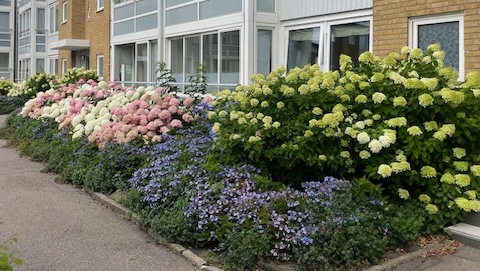 Bild på färgrika blommor framför föreningens hus