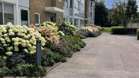 Bild på färgrika blommor framför föreningens hus